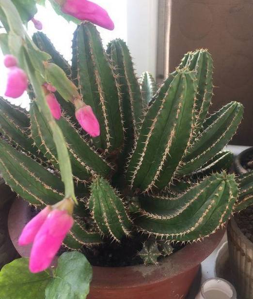 这4种花就适合新手养,还能防辐射,放阳台贱养就能爆盆