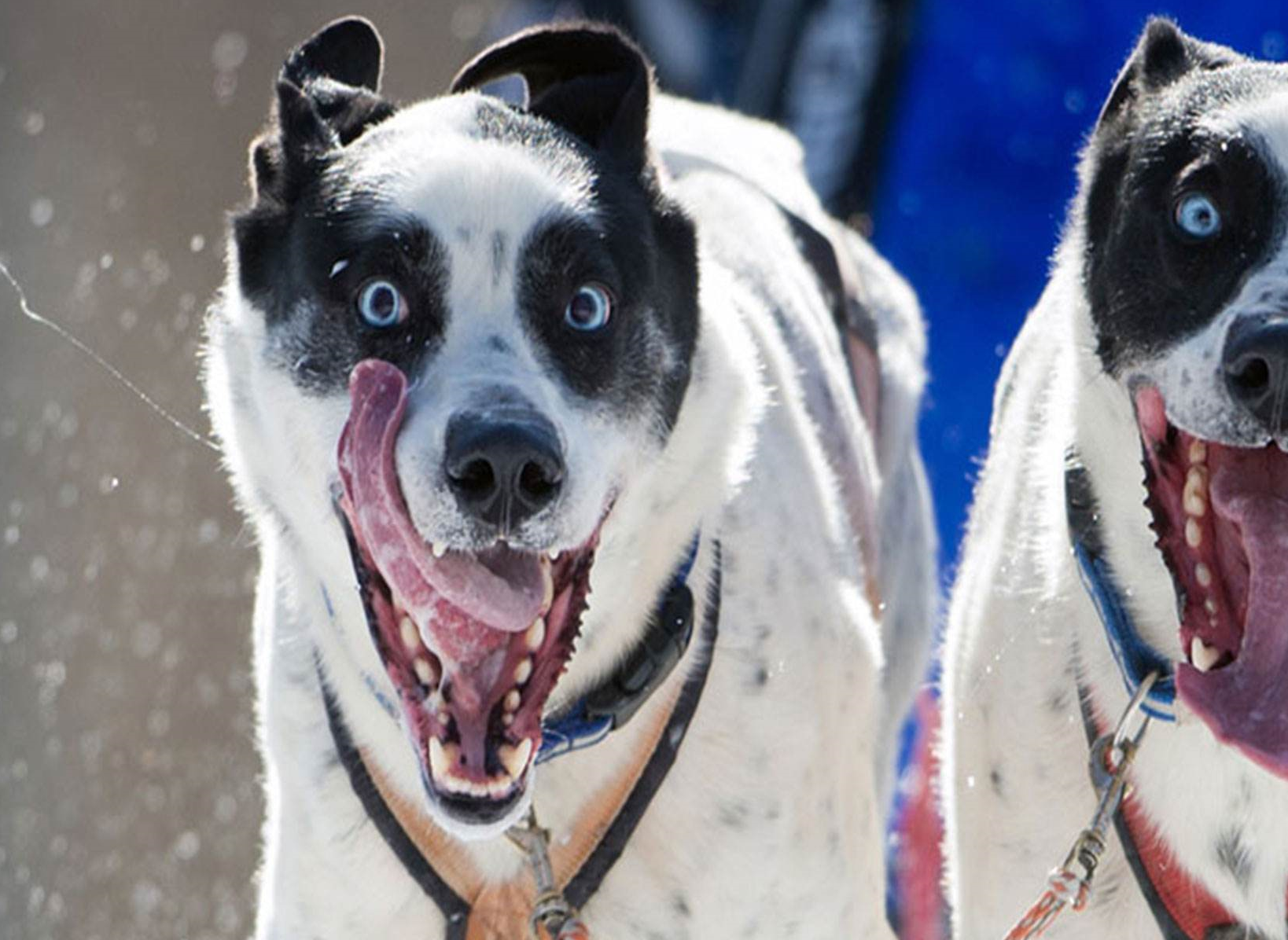 柯基_什么_室友