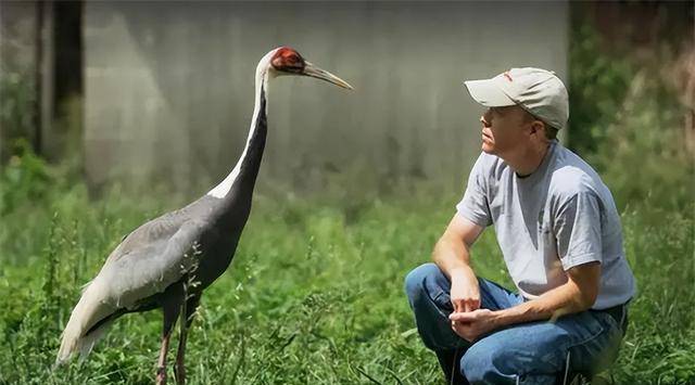 2005年美国白枕鹤连杀两任“丈夫”后，爱上饲养员，二者相伴18年