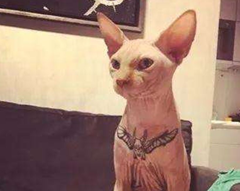 没有毛就要纹身?无毛猫的痛有谁能懂?_猫猫_因为_皮肤