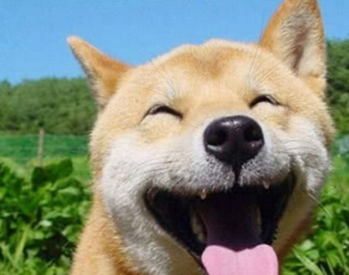 日本有种狗叫秋田,美国有种狗叫比特犬,那么中国的狗叫啥?