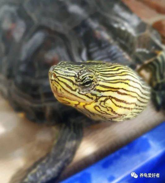 明明产量不低,却只能充当绿叶,少有人养_花龟_品种_中华