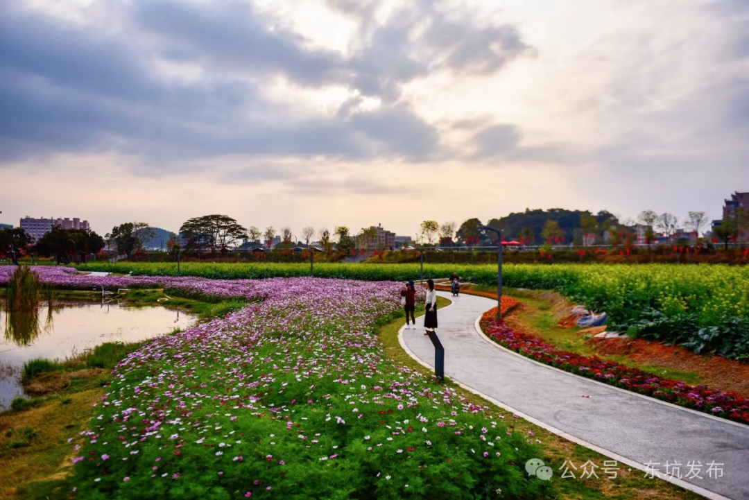 春节去哪里?东莞东坑镇赏花去处多
