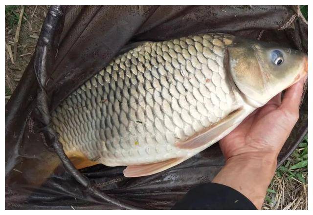 正如之前说的,鱼情好就使用粗线,鱼情差就使用细线.