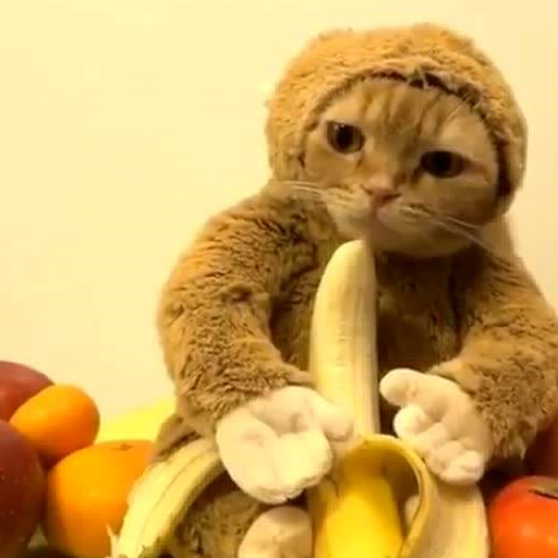 披个外套就是猴子了,连耳朵都不要的.抱着香蕉还真有几分想吃的样子.