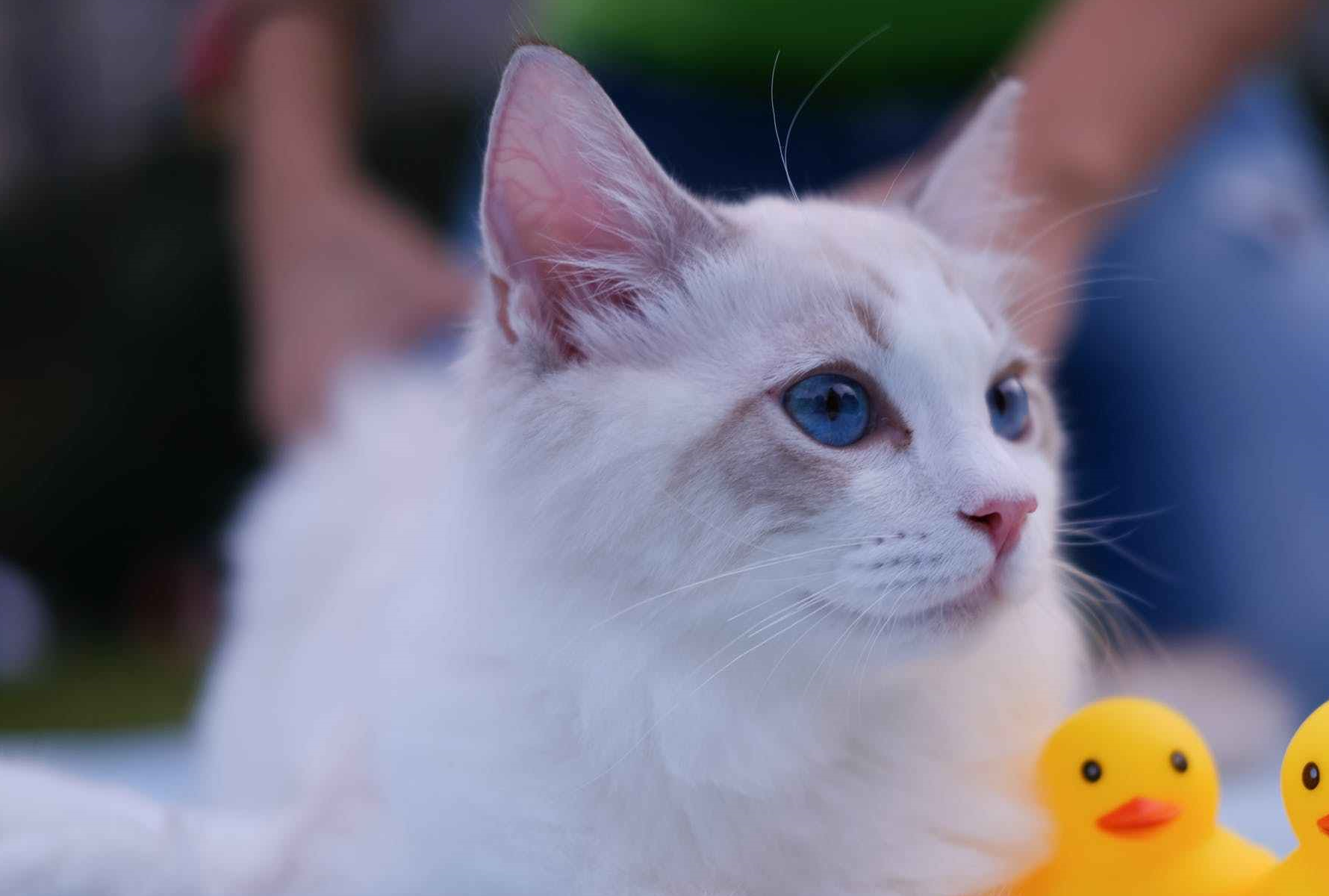 壁纸 动物 猫 猫咪 小猫 桌面 1780_1200