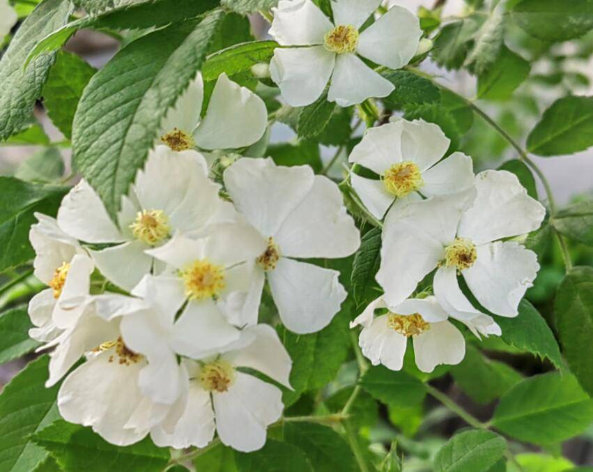 篱边开尽野蔷薇_wm_html_cn