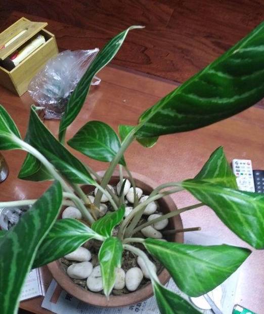 6,修剪万年青要及时修剪造型,修剪那些枯枝老叶.