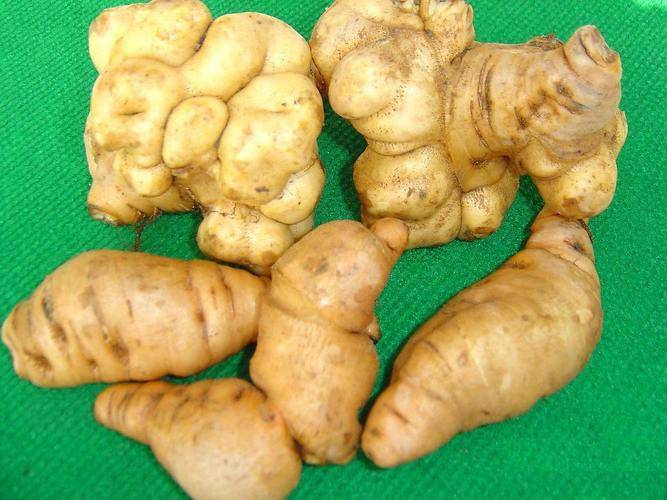 温县温贤仁怀地黄的功效与作用,健康养生补品,感谢有你懂_人体_应用