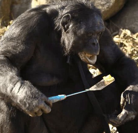 黑猩猩会搬运柴火,还会生火做饭,这智商也太高了!