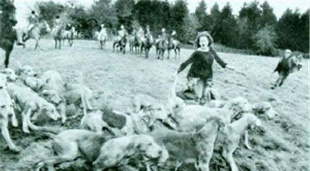 历时300多年,被称为"羊吃人"的圈地运动,推动了英国