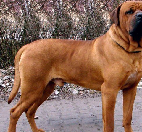 土佐犬在日本有着极高的社会地位,虽然日本把土佐犬归纳为猎性禁讶