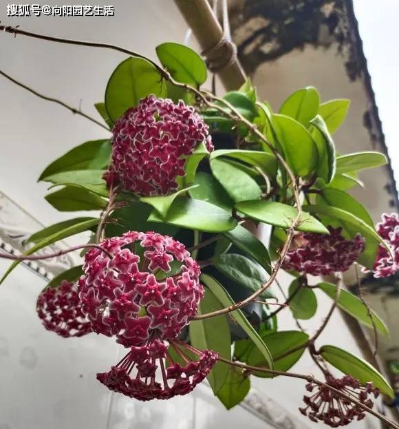 开春养盆球兰,早春栽种,夏季就能开花,切记,用小盆