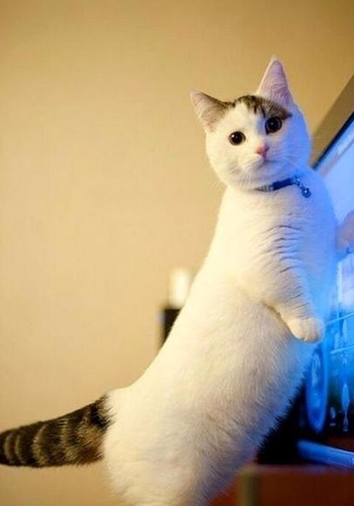 第三种:短腿猫狸花猫是中国本土的一种猫咪,这种猫咪大多都是生存在