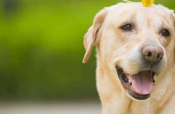 狗子这些表现才是智商高_主人_时候_领地