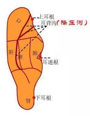 耳朵肾的准确位置图图片