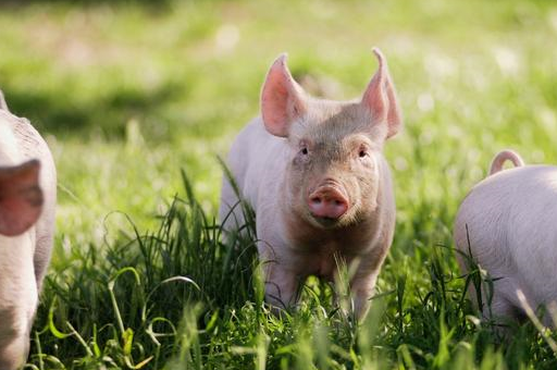恭喜大金猪,明日天降横财,福气满满,连旺十年,快来接!