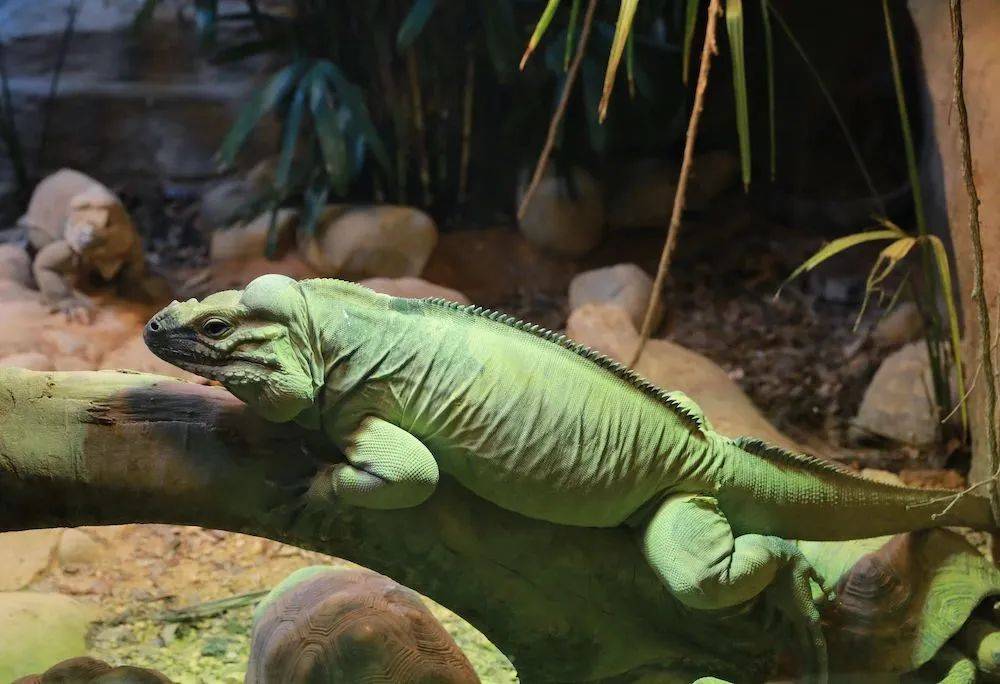 上海动物园"龙族"大揭秘→_变色龙