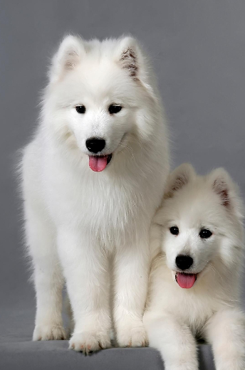 萨摩耶幼犬喂养,没有经验的情况下成年犬和幼犬喂养有