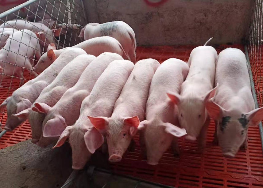 中国养猪网仔猪怎么样喂养长得快?