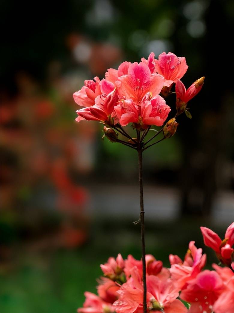 【原创诗词】周嗣远 | 明暗均香人欲醉,和风细雨喜迎