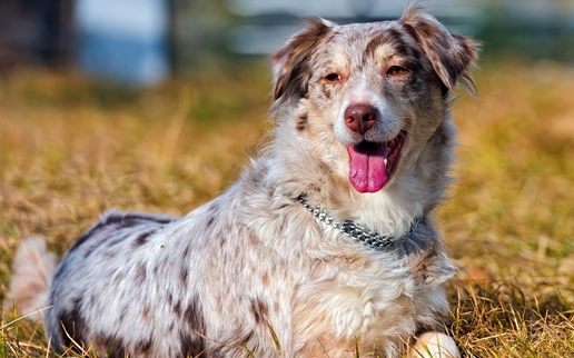 再者就是一些品种狗的鼻子比较短,如斗牛犬,八哥犬之类的也很容易中暑