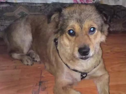 壁纸 动物 狗 狗狗 512_382