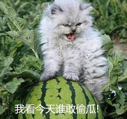 主人派猫咪镇守瓜地,看到猫咪的表情不禁捂脸,这下没人敢偷_西瓜_锻炼