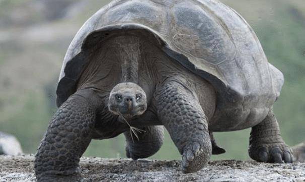 壁纸 大象 动物 龟 606_361
