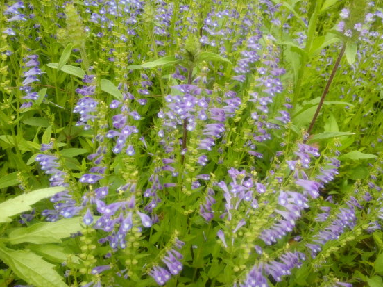 这种来自外国的"害草",入侵我国后,被称"韩信草"价钱比肉贵