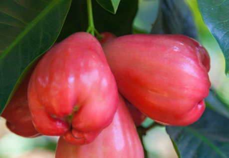 别只会蒸梨吃,常用此果煮水,化痰止咳