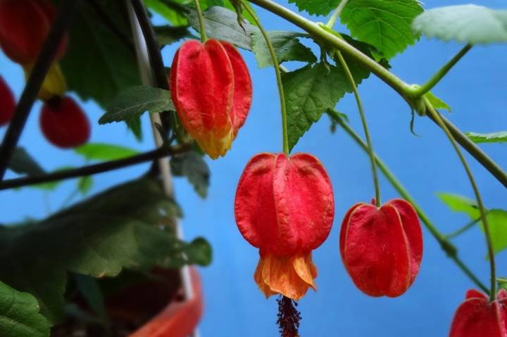 今天介绍的这种花,我们这叫灯笼花,学名蔓性风铃花,也叫红萼苘麻,灯笼