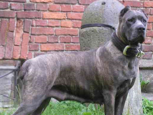 掌握5点,玩转卡斯罗犬没难度,控制命门,收发自如_性格_类型_挑衅