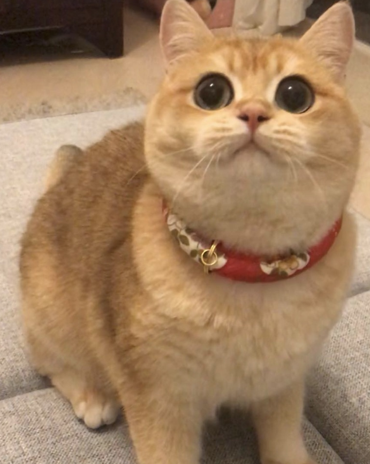 铲屎官只要为猫咪做这3件事,猫咪就会过得很开心!_生活_主子_喵喵