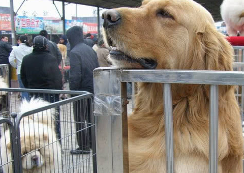 想买纯种的金毛,不妨依照小编的挑选标准来,起码不会