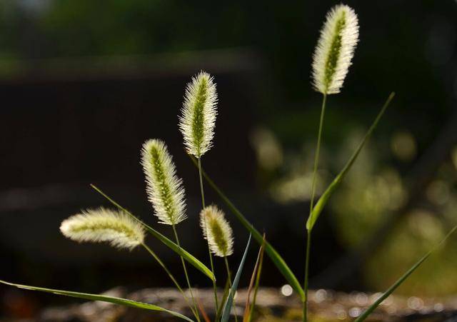 "狗尾巴草"是个宝,坚持煮水喝,或能改善5个常见问题