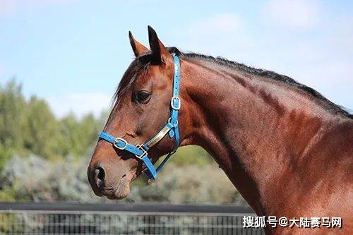 2024新西兰周岁走马拍卖会19匹全球顶尖种公马详细资料_子嗣_美国