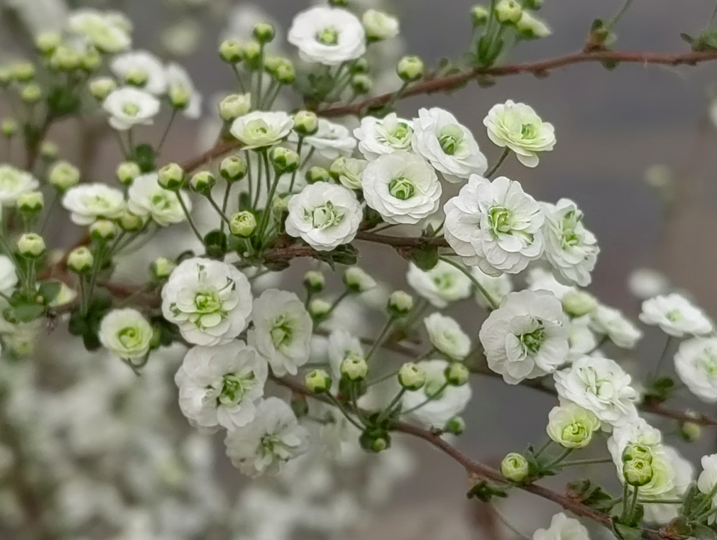 翠蛾雪柳. 鬓影春风透_ujelly_https_html