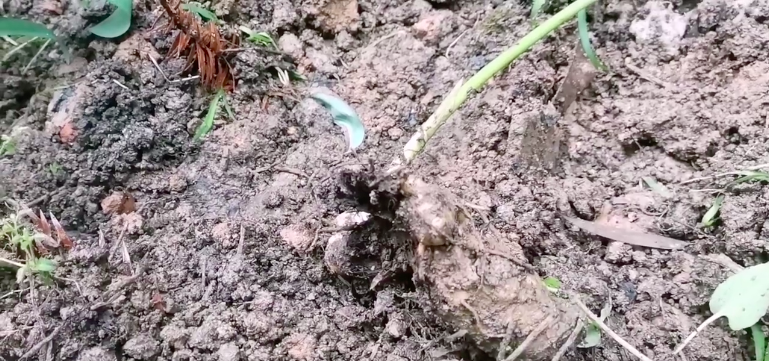 黄精出现死棵,该如何有效预防?_土壤_发病_管理