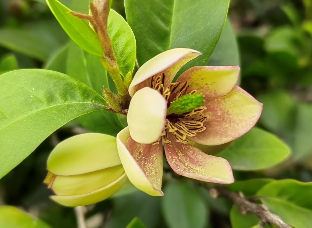 spreng)木兰科,含笑属常绿灌木,别名:含笑美,含笑梅,山节子,白兰花