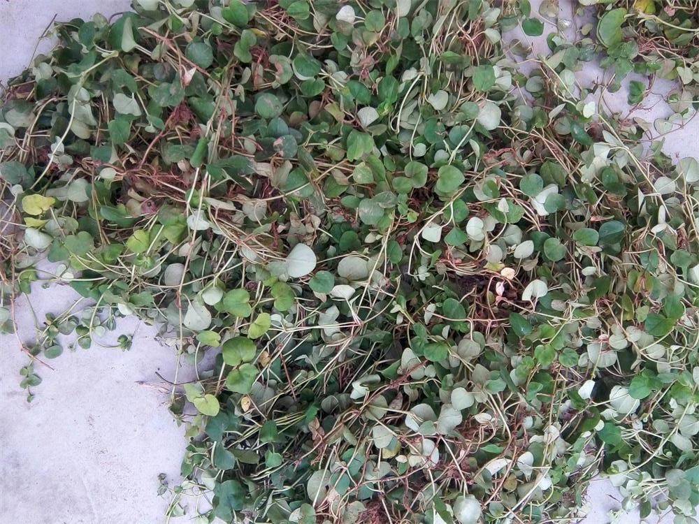 它是民间排石良方,你家乡路边可能就有,价值很高,遇见请重视_金钱草