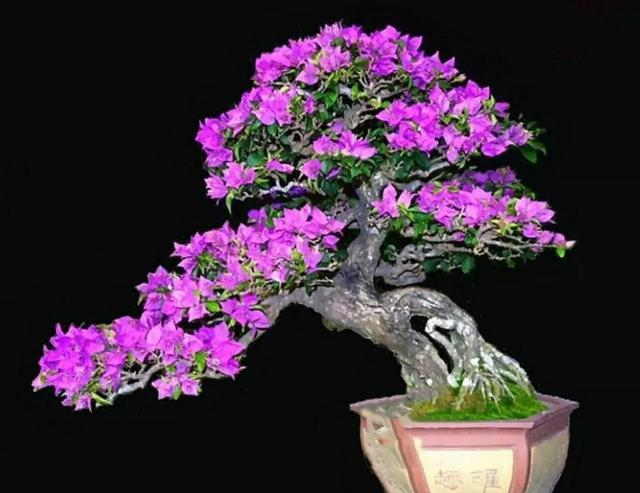 扦插三角梅也成活不理想?那是你压根就没找对方向