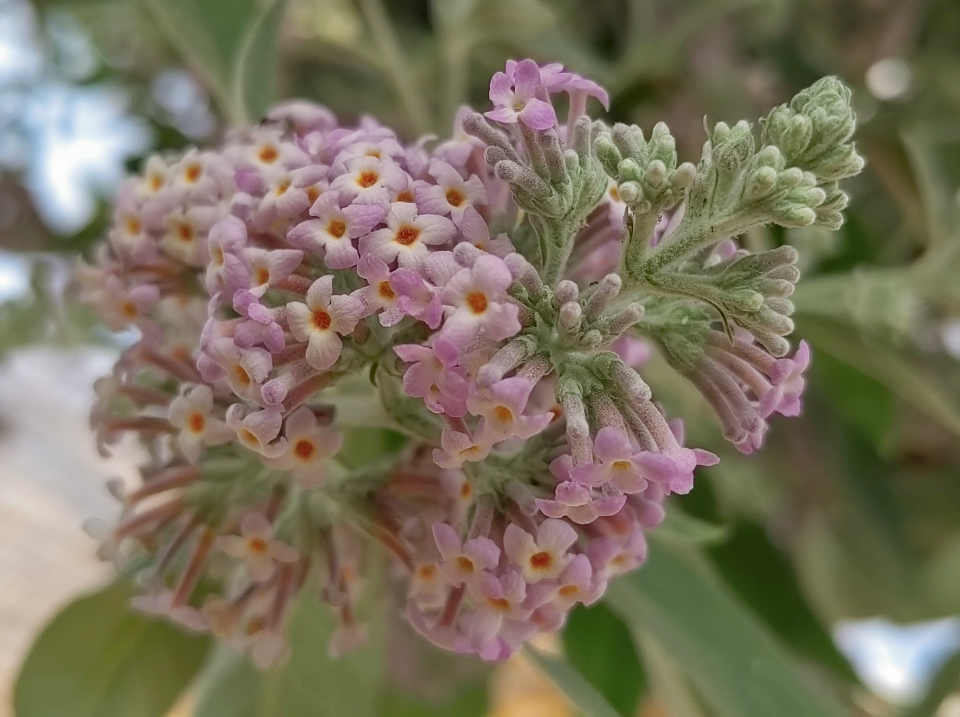 烦君远寄密蒙花_https_html_cn