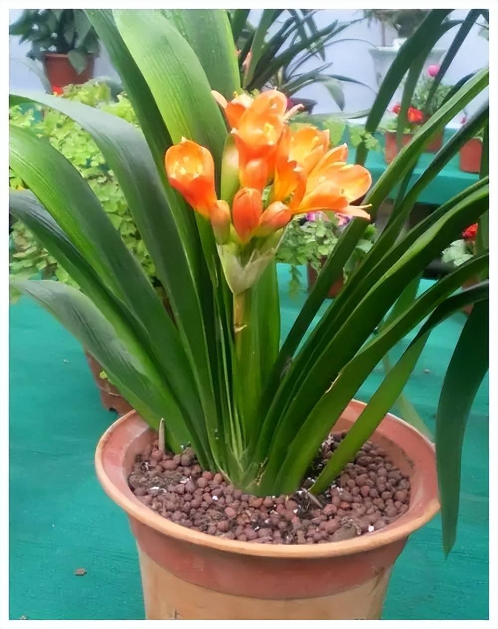 家里过期的小药片,用来养君子兰,叶片油绿花开一茬接一茬