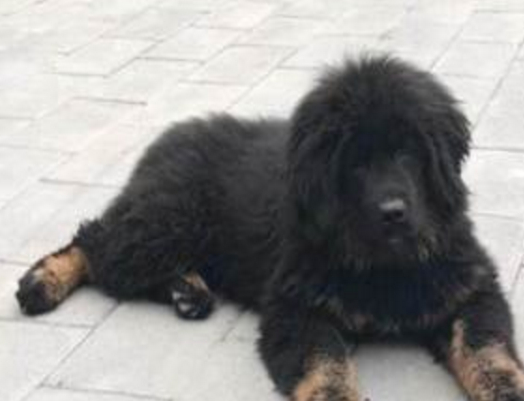 星座命理解析:养獒千万要注意这些,免遭灾祸_质量_才能_成功经验