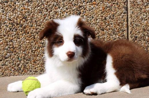 第二种:拆迁办军师——边境牧羊犬如果让其单独待在家里