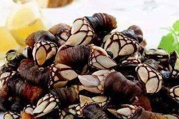 经常吃海鲜的人都不一定见过这些海产品,真的涨见识了_动物_食用_营养