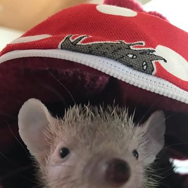 5种微型宠物,小到让你的心融化,哪一种适合你呢?_生活_澳洲_互动