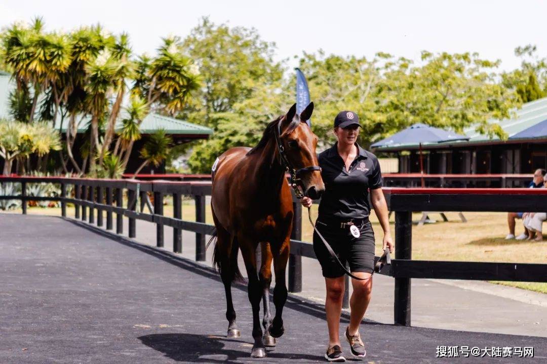 首日标王120万:2024新西兰周岁走马拍卖会大幕开启_大陆_全球_直播间