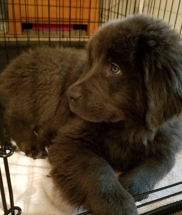 体型和个性超反差萌的纽芬兰犬!